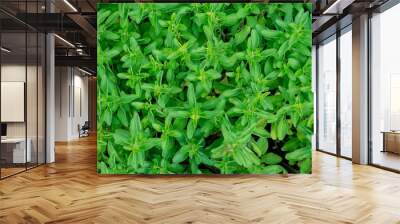 Green fresh sweet marjoram, Origanum majorana, spicy herb sprouts growing, close up. Wall mural