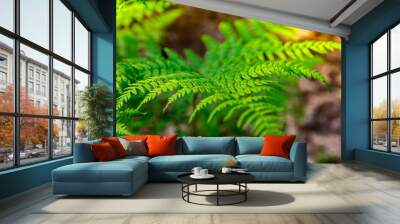 Green fern leaf Wall mural