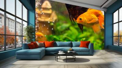 Angelfish in home freshwater aquarium Wall mural