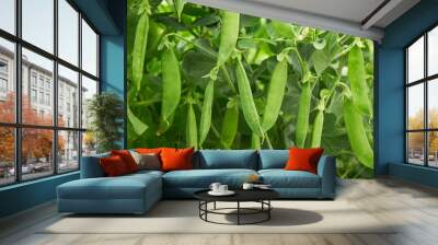 pea pods create natural background Wall mural