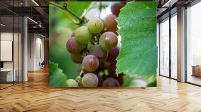 Color vertical photo, a bunch of purple grapes with small round berries, with leaves on a branch in sunlight on a vine background. Wall mural