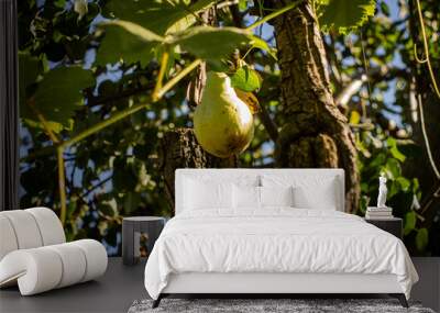 Ripe sweet pear on the tree, vitamins, healthy food Wall mural