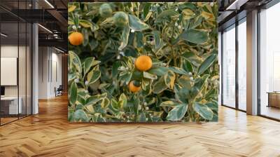 Three States of tangerine on  branch flower green orange Wall mural