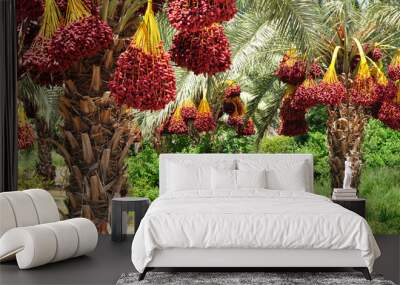 date palm branches with ripe dates. northern israel. Wall mural