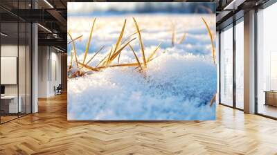 A close-up of golden grass blades peeking through fresh snow, capturing the serene beauty of winter landscapes. Wall mural