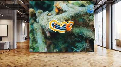 Sea slug Wall mural