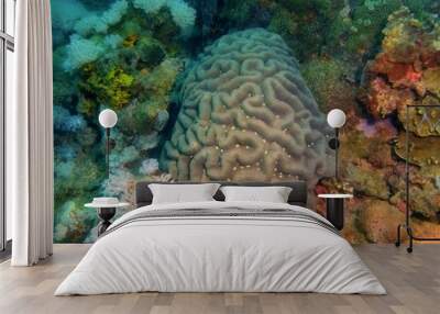 Stone coral Wall mural