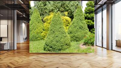 Three conical spruce grow against the background of coniferous plants. Landscape design Wall mural