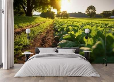 A view of a lettuce farm Wall mural