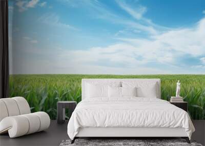 Green corn field and blue sky with white clouds. Wall mural