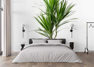 Indoor plant. Dragon tree. Potted plant Dracaena draco isolated on white background Wall mural