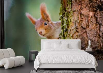 curious red squirrel peeking behind the tree trunk Wall mural