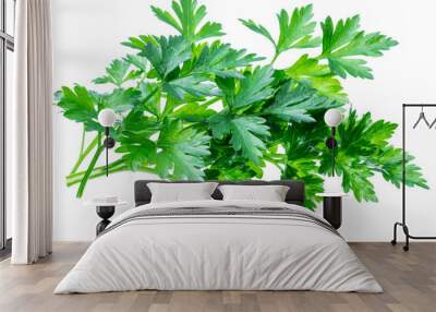 Bunch of parsley herb isolated on white background. Wall mural