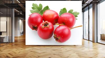 hawthorn on a white background Wall mural