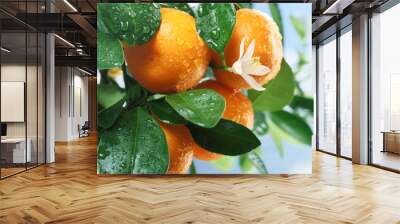 ripe tangerines on a tree branch. Wall mural