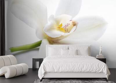 Vanilla orchid vanilla flower isolated on white background. Wall mural