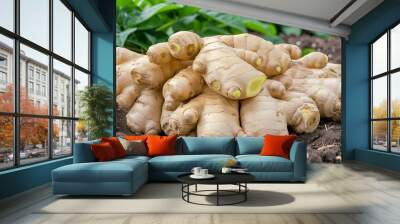 Fresh ginger root harvest in fertile soil at organic farm Wall mural