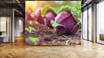 Organic red cabbage growing in a vegetable garden at sunset Wall mural