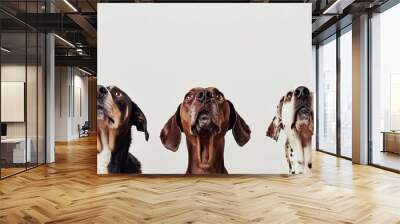 Trio of Dogs Showcasing Different Breeds on White Background Wall mural