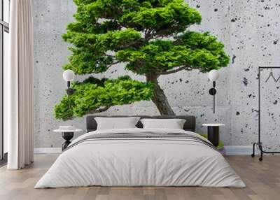 A bonsai miniature of a Hinoki Falsecypress  tree on display Wall mural