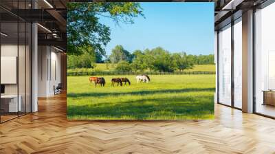 Horses at green pastures of horse farms. Wall mural