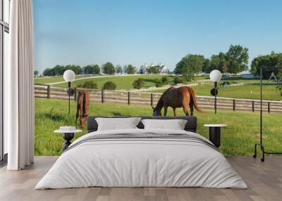 Horses at horse farm. Country landscape. Wall mural