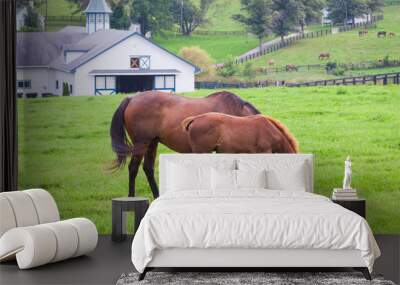 Mare with her colt on pastures of horse farms. Wall mural