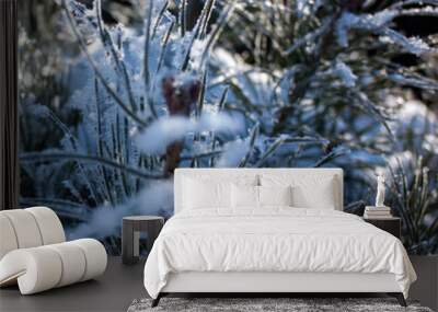 Branches of pine in the stars of hoarfrost against the blue sky. Wall mural