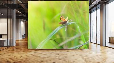 on a blade of grass sits a beautiful orange butterfly on a blurred light green background copy space Wall mural