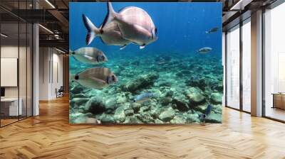 Shoal of fish two banded sea bream, Mediterranean sea Wall mural