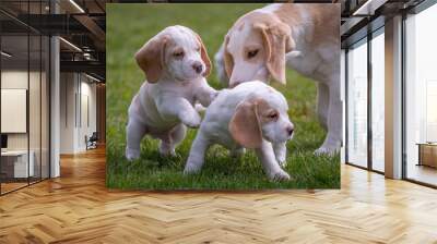 Happy beagle puppy Wall mural