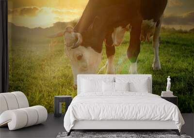 A black and white cow is grazing, eating blades of grass on a green pasture at sunset Wall mural