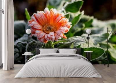 A bright flower is calendula, covered with frost. The first frosts in the garden_ Wall mural