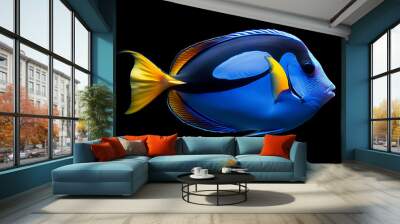 A regal, blue tang fish swimming gracefully on a black background. The fish's vibrant blue and yellow colors, combined with its smooth, fluid motion, create a striking and elegant underwater scene. Wall mural