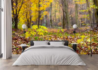 Autumn wood with a young maple tree in the foreground_ Wall mural