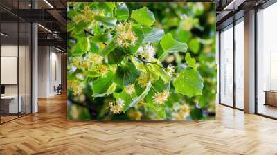 Blossom of linden in sunny weather, background. Melliferous plants_ Wall mural