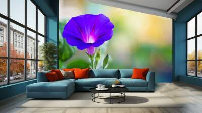 Blue flower morning glory on a blurry background. Summer flowers. Panorama. Copy space_ Wall mural