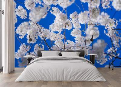 Branches of blossoming cherry on blue sky background. Spring photo of blossom spring nature. White flowers the fruit tree. Cherry blossoms white flowers against a blue sky. Wall mural