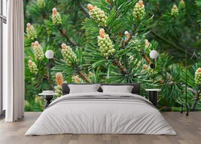 New Pine pollen cone Wall mural