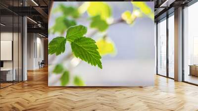 Currant branches with young green leaves, spring background Wall mural