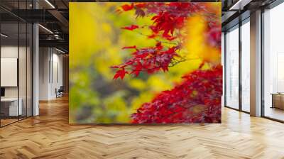 Fall season. Autumn leaves, gold and red leaves of autumn background. Maple leaves. Colorful autumn leaves. natural background. Falling autumn. Wall mural