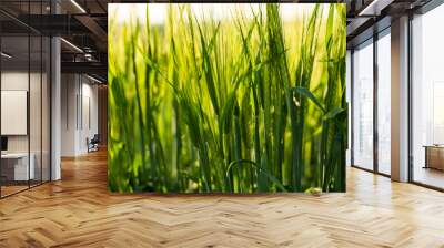 Green bagley field on a agricultural field. Wall mural