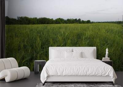 green wheat field Wall mural