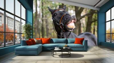 funny smiling black horse Wall mural