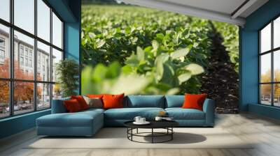 Rows of young soybean plants Wall mural