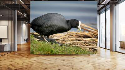 Common coot eating common grass. Wall mural