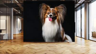 Closeup Surprised White Papillon Dog on black background Wall mural