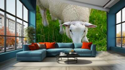 Sheep in the meadow. Goat Herd in the Village. Lambs at pasture. Concept farm animals. Sheep prepare for shearing wool and slaughtering meat. Sheep in the farm. Wall mural