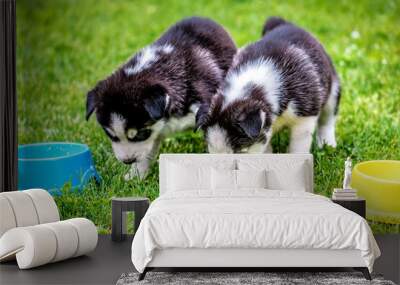 husky puppies eat from their bowls on green grass Wall mural