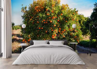 lush and juicy orange tree Wall mural